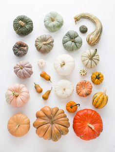 various types of pumpkins and gourds laid out on a white surface