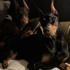 two doberman dogs laying on top of a bed next to each other and looking at the camera