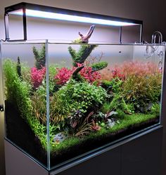 an aquarium filled with lots of plants and algaes in the middle of a room