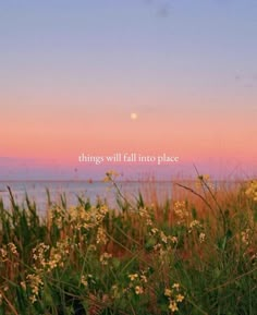 the sun is setting and there are flowers in the foreground with an ocean in the background