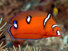 an orange fish with black and white stripes on it's face