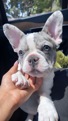 a small white and gray dog being held in someone's hand while sitting in a car