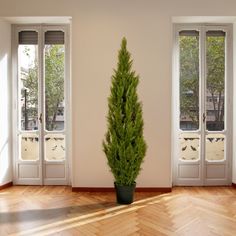 a potted plant sitting in the middle of a wooden floor next to two windows