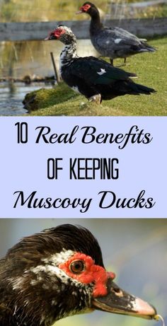 two ducks and one duck with the words 10 real benefits of keeping muscoy ducks