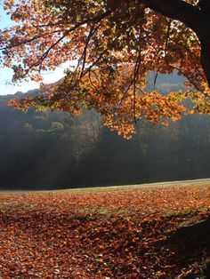 a bench under a tree in the middle of a field with fall leaves on it