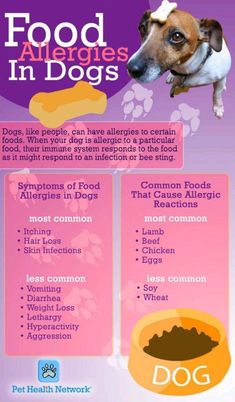 an ad for food allergies in dogs