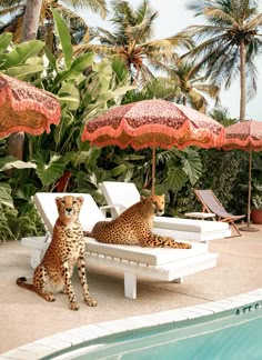 two cheetah sitting on chaise lounges next to a pool with palm trees