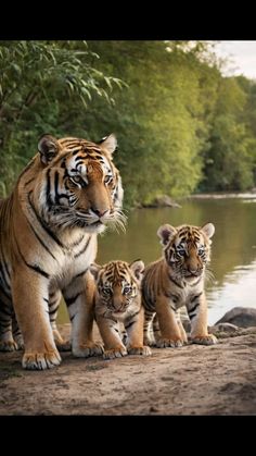 three young tiger cubs are standing next to the water in front of their mother and father