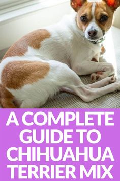 a dog is sitting on the floor in front of a window with text that reads a complete guide to chihuahua terrier mix