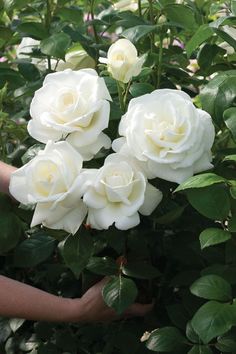 white roses are blooming in the garden