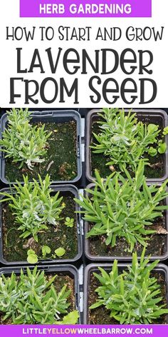 how to start and grow lavender from seed in containers with text overlay reading how to start and grow lavender from seed