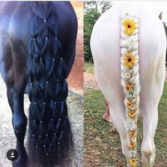 two horses with long braids and flowers in their manes, one is black and the other is white