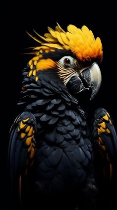 a black and yellow bird with feathers on it's head