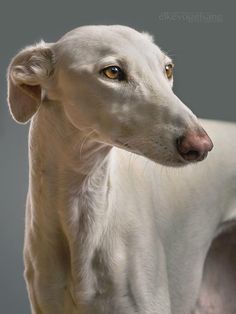 a painting of a white dog with yellow eyes