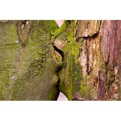 the trunk of a tree with moss growing on it's side and another tree in the background