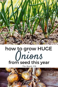 onions growing in the ground with text overlay how to grow huge onions from seed this year