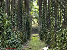 a path in the middle of a forest with lots of green plants on both sides