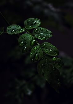 the leaves are covered with water droplets