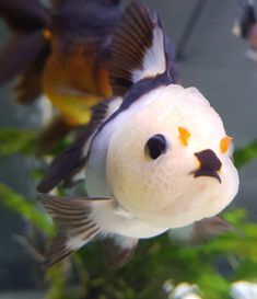 a fish with an orange and black face is swimming in the water next to other fish