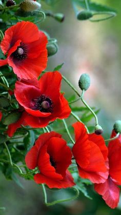 red flowers with green stems and buds in the foreground