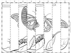 the butterfly life cycle worksheet is shown in black and white, with butterflies on it