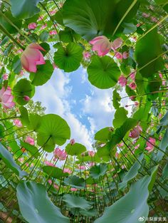 the view from below looking up at pink flowers and green leaves in a circular arrangement