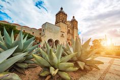 succulents in front of an old building with the sun setting behind them