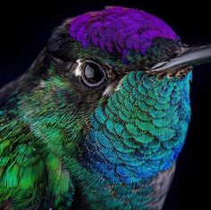 a colorful bird is sitting on a black background