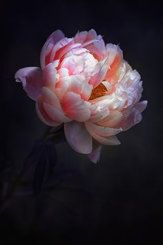 a pink and white flower on a black background