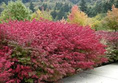 colorful shrubs are in the foreground with trees in the background