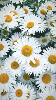 many white flowers with yellow centers in the middle