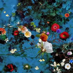 an arrangement of flowers floating in the water on a blue background with white, red and yellow colors