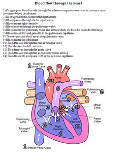 diagram of the human heart and its major vessels, including the coronary valves in which blood flow through the heart