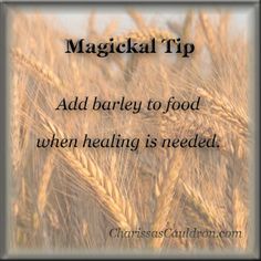 Magickal Tip - Barley for Healing – Charissa's Cauldron Kitchen Witchery, Healing Spells, Eclectic Witch, Herbal Magic, White Witch, Witch Magic, Wiccan Spells