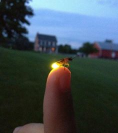 a tiny insect is sitting on the tip of a lighter in someone's finger