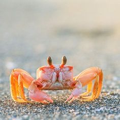 a close up of a crab on the ground