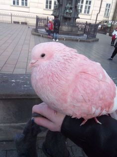 a person holding a pink bird on their arm