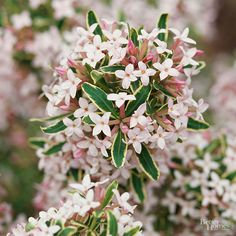 white and pink flowers are blooming on the tree