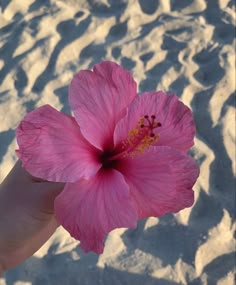 a pink flower being held up in the air by someone's hand at the beach