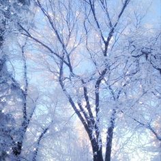 the trees are covered in snow on a sunny day