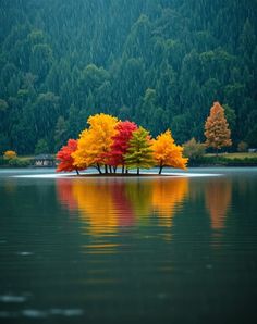 three trees in the middle of a body of water with fall colored leaves on them