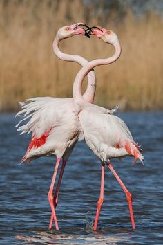 two flamingos standing in the water with their beaks touching each other's necks