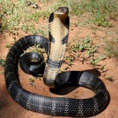 a black and brown snake on the ground with its head in the middle of it's mouth