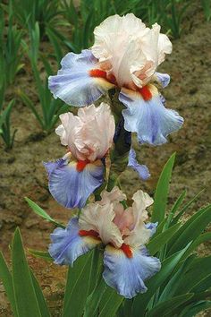 three blue and white flowers are in the dirt