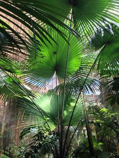 the inside of a tropical greenhouse with lots of green plants and large leaves on it