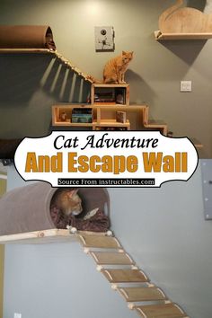 there is a cat sitting on top of the escape wall