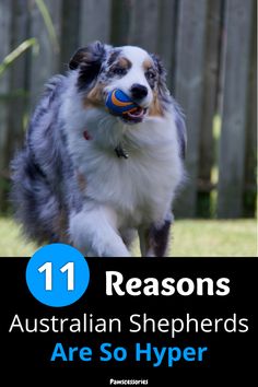 a dog running with a ball in its mouth and the words 11 reason australian shepherds are so hyper