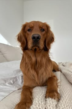 a brown dog laying on top of a white blanket