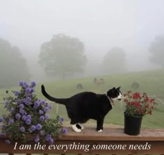 a black and white cat standing on top of a wooden rail next to flowers in a pot