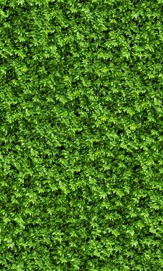 overgrowth leaf cover living wall wallpaper mural Grass Texture Seamless, Wall Texture Seamless, Nature Mural, Artificial Grass Wall, Artificial Green Wall, Plant Texture, Grass Background, Grass Wallpaper, Tree Textures